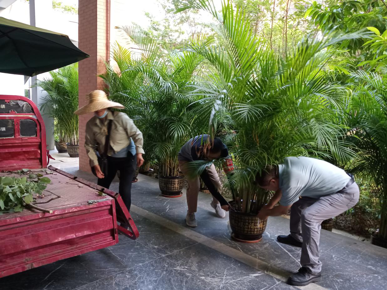 黨員突擊隊(duì)員搬運(yùn)綠植